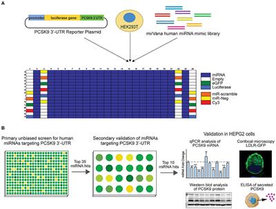 High-Throughput Screening Identifies MicroRNAs Regulating Human PCSK9 and Hepatic Low-Density Lipoprotein Receptor Expression